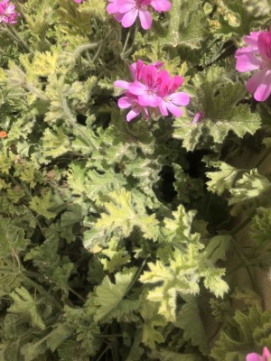 E9343AB4-B73D-45E4-BB49-AA1D1EC8C8D1.jpeg