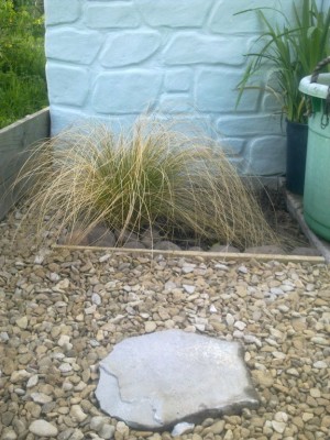 Sedge.jpg