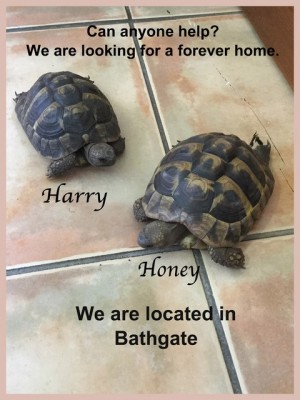 Harry and Honey.jpg