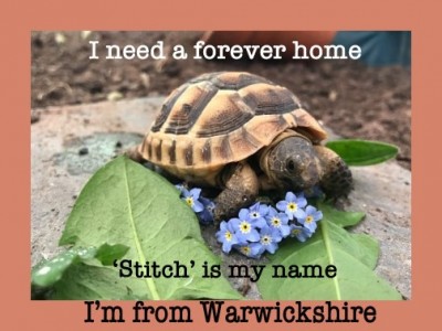 Stitch.jpg
