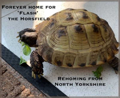 Flash from North Yorkshire.jpg