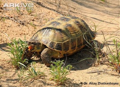 m_Tortoises in natural habitat.jpg