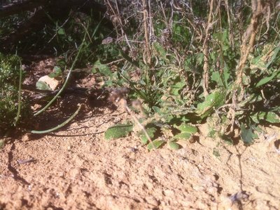 m_Tortoises in Spain 4219.jpg