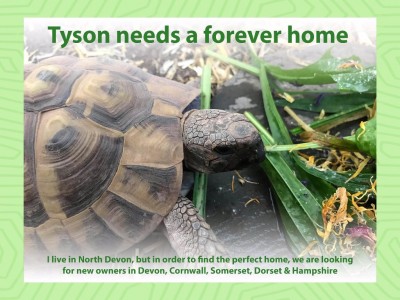 Tyson.jpeg
