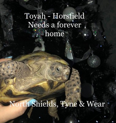 Toyah.jpg
