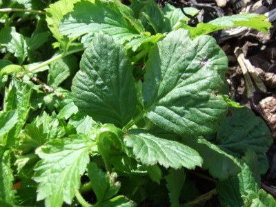 PlantCloseup.JPG