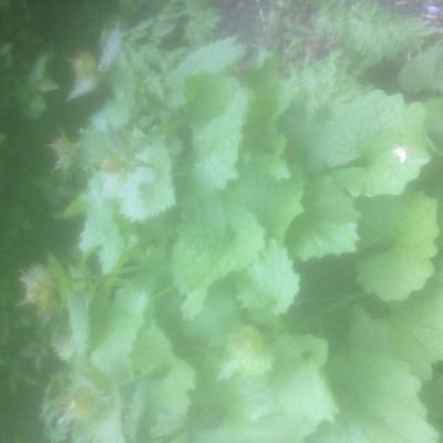 Plant id 1.JPG
