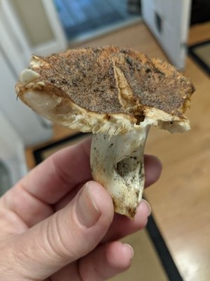 Mushroom.jpg