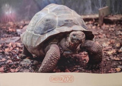 chestertortoise_TTT.jpg