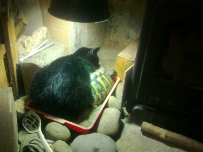 Toto sharing UV with Achillea 2.jpg