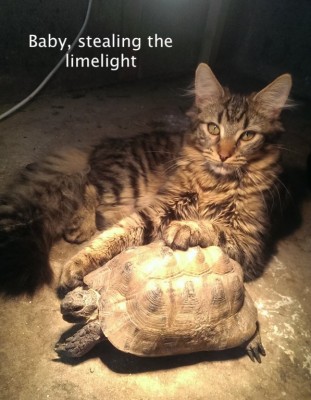 Baby and tortoise_LR.jpg