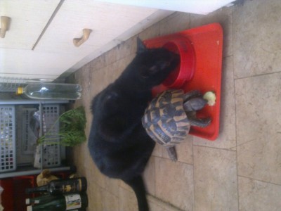 Toto & Achi eating.jpg