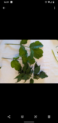 Screenshot_20201102-160918.png