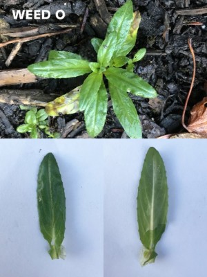 WEED O.jpg