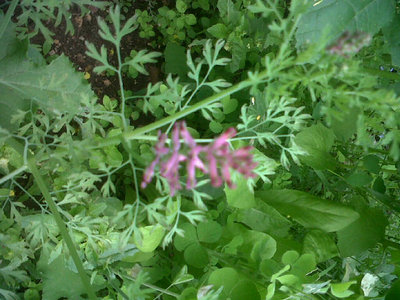 IMG01572-20170531-1449.jpg