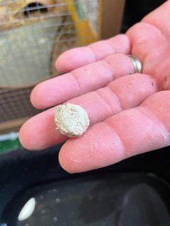 bladder stone.jpeg