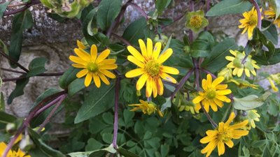 Flower 1.jpg