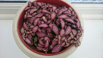 20170618-201649.jpg