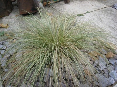 m_Carex Frosty Curls -- maybe.jpg