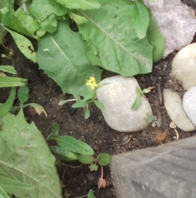 unidentified3.jpg