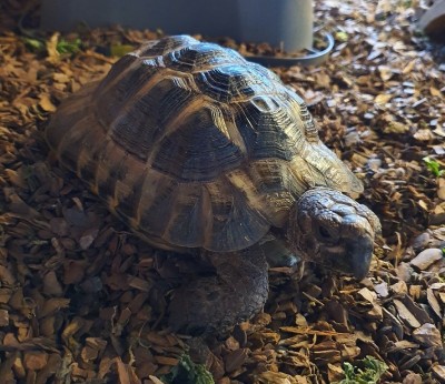 Tortoise2.jpg