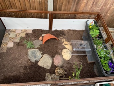 Shrek's outdoor enclosure.jpg