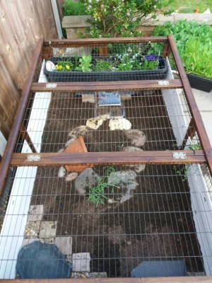 Shrek's outdoor enclosure2.jpg