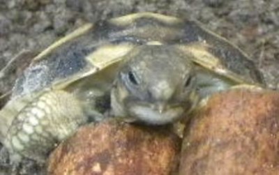 DSCN3401 - cropped.JPG