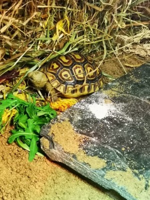 Voldetort.jpg