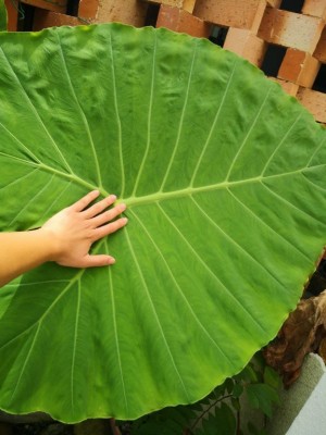 leaf_size.jpg