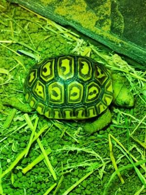 Torty sleeps.jpg