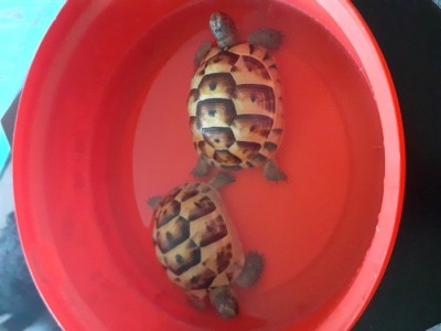 m_Hedgehog's tortoises 2.jpg