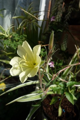 Evening Primrose (Linda's) (2) (Copy).JPG