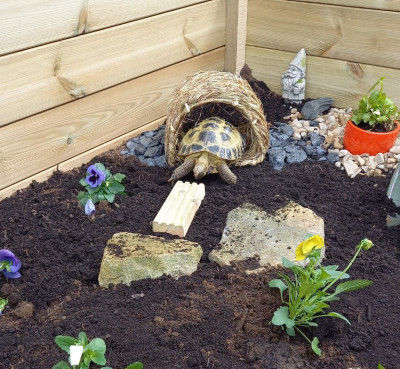 Garden.jpg