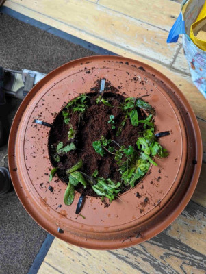 Pot 4.jpg