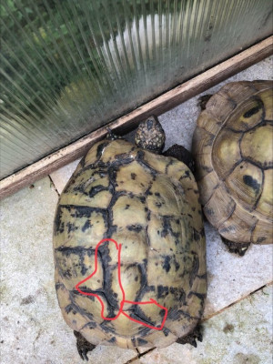 Scumpy's tortoise.jpeg