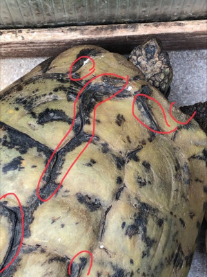 Scumpy's tortoises.jpeg