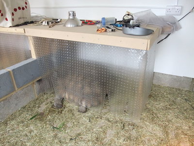 Bed area_sulcata_lr.JPG