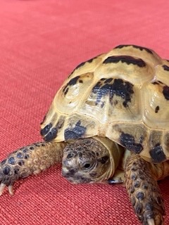 IMG_6565 Small.jpeg