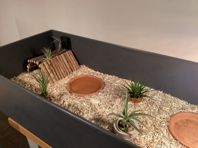 m_Reggie's enclosure 3.jpg