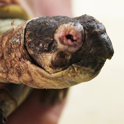 tort2.jpg