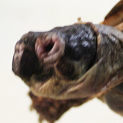 tort3.jpg