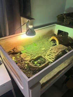 tortoise 2.jpg