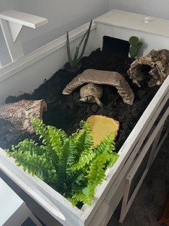 tortoise 3.jpg