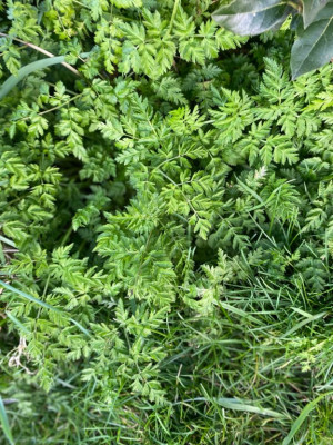 Jason's umbellifer.jpeg
