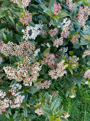 Jason's Viburnum tinnus.jpeg