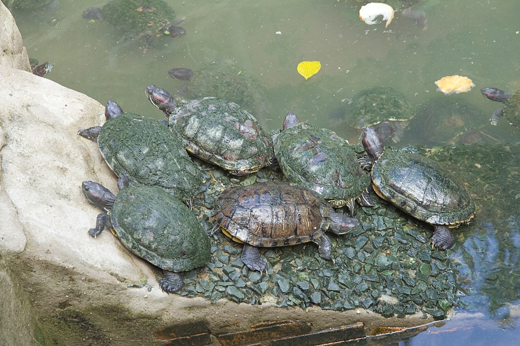 Turtles_Jade Emperor Pagoda_Saigon_MG_4137.jpg