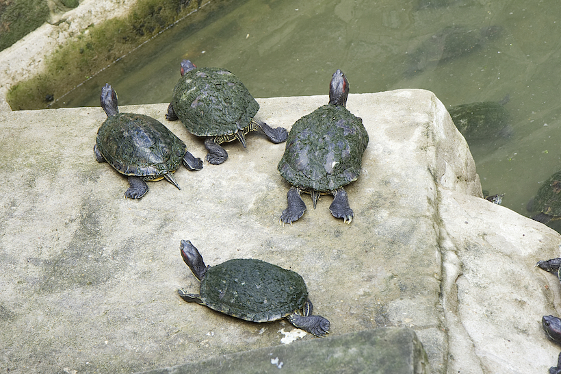 Turtles_Jade Emperor Pagoda_Saigon_MG_4138.jpg
