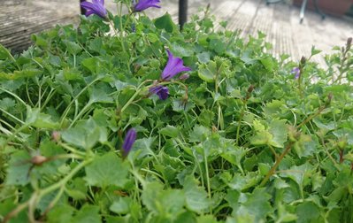 _20170927_114024.JPG