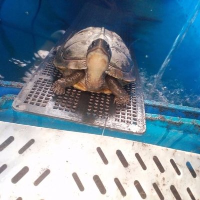 pinky box turtle.jpg